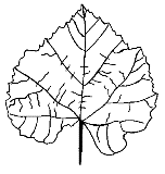 foglia autunno disegno