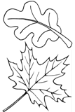 foglia autunno disegno