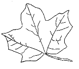 foglia autunno disegno